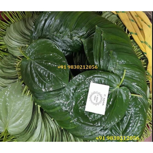 Hojas de betel verdes indias de alta calidad utilizadas para la preparación de paan y ceremonias religiosas a precio de oferta. - Product Image 4