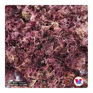Algas marinas Cottonii moradas de alta calidad, secas al sol, material sostenible de bajo contenido de humedad para gel y gomitas B2B - Product Image 1