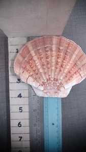 Conchas Marinas Naturales Rosa Festoneadas y Perlas para Decoración del Hogar, Confeti para Bodas, Manualidades, Fabricación de Joyería, Suministro a Granel, Conifer Handmades - Product Image 3