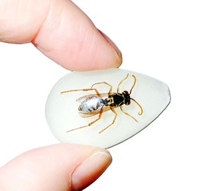 Red Wasp Real Specimen Plastic Cabochon Pear Shape Cut <b>Top</b> 33x22 mm Glow Flat Bottom for Crafts and Jewelry Making - Product Image 4