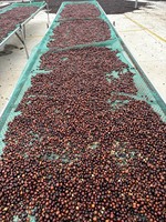 Café en grains entiers DALAKON DASAR vietnamien 100% Arabica torréfaction moyenne, prix imbattable, qualité supérieure, vente chaude