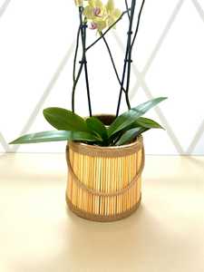 Cesta de Bambú Hecha a Mano para Plantas, Cubierta de Maceta Tejida Estilo Boho, 20x18 cm, Soporte Ecológico y Natural para Plantas, Proveedor OEM Vietnam - Product Image 4
