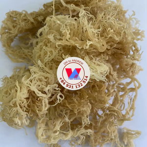 สาหร่ายทะเลแห้งสีเหลืองทองคุณภาพดีที่สุด ยี่ห้อ Golden Yellow  ไม่มีหนาม  ชนิด Eucheuma Cottonii  วัตถุดิบอะการ์สำหรับอาหารเชิงพาณิชย์ - Product Image 4