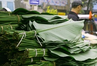 Feuille de Dong entière fraîche pour gâteau Chung enveloppée OEM en vrac feuilles de Dong fraîches pour emballage alimentaire