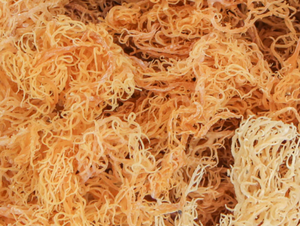 Mousse de Mer Séchée et Algues / Liam +84 865 912 655 - Product Image 3