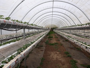 ถุงเพาะปลูกแบบไฮโดรโปนิกส์จากใยมะพร้าว  ผ่านการฆ่าเชื้อด้วยรังสียูวี - Product Image 3