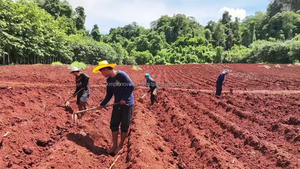 Curcuma au doigt de haute qualité à vendre 7% Curcuminoïde herbe cultivée sauvage thaïlande curcuma doigt rhizome KMP marque - Product Image 2