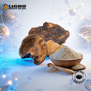 LiGNO SH02 Polvo de Phellinus Linteus de Espectro Completo, Orgánico, Certificado Halal/Kosher, Secado en Frío, Grado Alimenticio Premium - Product Image 1