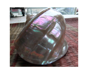 Coquille de conque naturelle, fabricant exportateur, prix compétitif pour les commandes en gros - Product Image 6