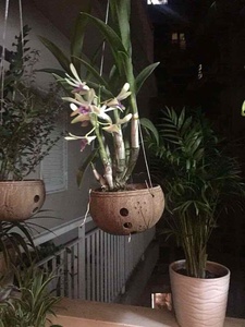 Rustic Coconut Shell Scented Flower <b>Pot</b> with Drainage Hole Customizable Pattern Hanging Eco-Friendly <b>Plant</b> Planter - Product Image 5