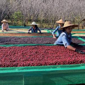 HANCOFFEE 2026 NUEVA Cosecha Granos de Café Robusta Crudos/Verdes - Precio Mayorista Más Barato - Empaquetados en Bolsas de 60 kg/PP/Yute - Product Image 3