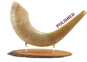 Shofar en corne naturelle de qualité supérieure, toucher réel, pour la déclenchement de la trompette de Rosh Hashanah, décoration de fête casher, cadeau, artisanat Hs Husnain - Product Image 4