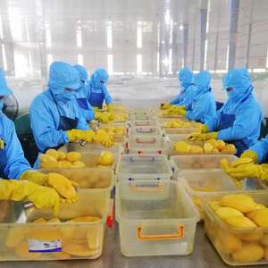 ผลไม้ตากแห้งแบบมะม่วงอบแห้งระดับพรีเมียมจากเวียดนามขายส่งโรงงาน - Product Image 3