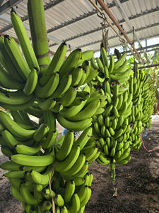 Plátanos Cavendish vietnamitas, calidad de exportación Premium para los Emiratos Árabes Unidos - Product Image 4