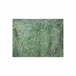 Vente en gros de foin d'herbe de Rhodes de qualité supérieure, approvisionnement en vrac, livraison rapide - Product Image 6
