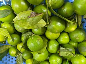 Meilleur prix Citrons verts frais sans pépins Taille 4,5-6 cm Paquet de 10 kg Durée de conservation de 5 mois Certifié HACCP ISO Origine Vietnam/Hazel - Product Image 5