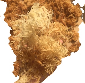 Mousse de mer irlandaise violette de haute qualité-Gel de mousse de mer biologique/100% nutriments et collagène riches en naturel/-Ambre - Product Image 4