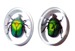 Green Rose Chafer Beetle Real Specimen Plastic Cabochon Oval 31x41 mm Clear Flat Bottom Modern for Crafts and Jewelry Making - Product Image 4