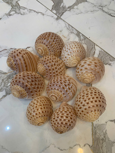 <b>Bonnet</b> Seashell Natural Seashell Bulk Supply Vietnam Supplier for Craft Decoration and Jewelry DIY - Product Image 3