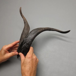 Paires de cornes de chèvre naturelles, finition rustique, écologiques, neuves, de haute qualité pour la décoration et l'artisanat - Product Image 5
