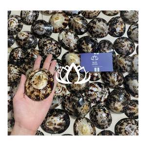 Copa de lactancia con cubierta de concha marina MOST WANTED 2026 para protección del pezón y recogida de leche - Product Image 1