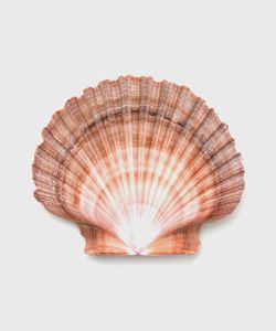 FAVORITO DE LOS CLIENTES 2026 Conchas de Vieira Blancas, Material Limpio para Arte, Manualidades y Decoración de Interiores, Calidad de Exportación Duradera - Product Image 2