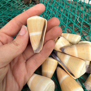 Prix fournisseur coquillages naturels, coquillages marins pour décorations de maison de plage, coquillages bruts de qualité supérieure - Product Image 2
