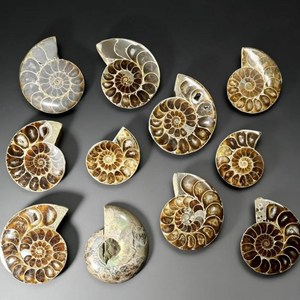 Rodajas de Amonita Pulida Marrón, Gemas Orgánicas Iridiscentes para Joyería, Conchas - Product Image 1