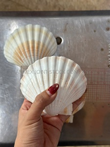 Conchas Marinas Naturales Ecológicas Pulimentadas de Estilo Folclórico, Colección Blanca y Amarilla, Manualidades DIY, Decoración del Hogar, Boda, Festividades, Vietnam - Product Image 3