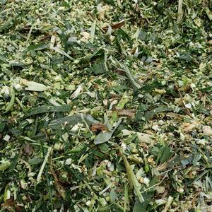 Productos de alimentación animal a base de ensilaje de maíz, granos de paja de maíz fermentados para alimentación de caballos/vacas/cabras y ovejas, ensilaje de maíz en venta - Product Image 5