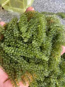 Alga Marina Fresca al Vapor, Tipo Uva Marina, Caviar Verde, 20-40cm, Rica en Humedad, Empaque al Vacío, EXCELENTE, Vietnam, 12 Meses de Duración - Product Image 4