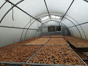 BANANES SÉCHÉES Vente en gros de bananes séchées – Chips de bananes / Bananes séchées moelleuses, Approvisionnement en vrac |   Sans sucre ajouté |   Snacks aux fruits 100% biologiques - Product Image 3
