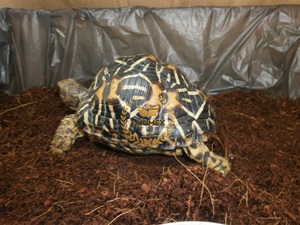 100% Vietnam bloc de substrat en fibre de noix de coco compressée naturelle pour Reptiles sol de literie en fibre de noix de coco pour serpents - Product Image 4