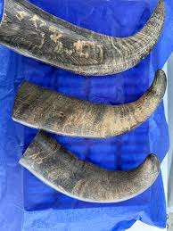 Cuerno Natural Crudo de Búfalo y Punta de Cuerno en Colores Negro y Natural para Tamaños y Cuernos Personalizados - Product Image 3