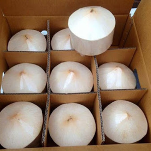 Noix de coco jeune fraîche premium du Vietnam | Noix de coco coupée en diamant pour la vente en gros - Product Image 4