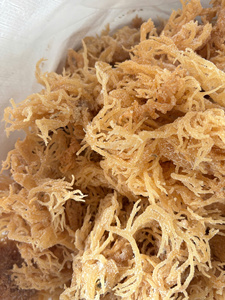 Algues Marines Naturelles Eucheuma Cottonii Séchées, Matière Première Rouge pour la Production de Carraghénane et la Transformation Alimentaire - Product Image 3