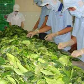 Le manioc congelé quitte le Vietnam pour les fabricants mondiaux de plats préparés de haute qualité à bon prix par 99 Gold Data - Product Image 5