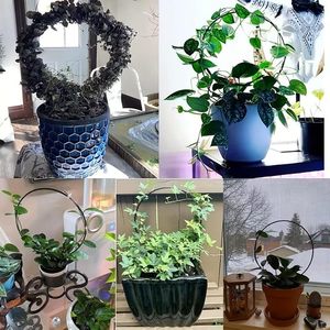 Terracotta Flower <b>Pot</b> with Circular <b>Black</b> Metal Trellis Stand <b>for</b> Indoor Ivy Green <b>Plant</b> - Product Image 6