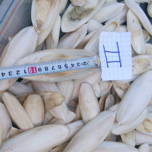 Proveedor de Huesos de Sepia Pulidos a Granel, Cartón de 10 kg con Huesos de 4-5 Pulgadas para Caracoles, Tortugas y Animales Exóticos 19.1 - Product Image 2