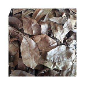Pure Dried Soursop Leaves Natural Graviola Whole Leaf Premium Soursop Leaf For Retailers Bulk Wholesale Factory Price Base - Product Image 1
