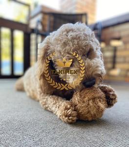 Prix bon marché jouet à mâcher pour chien boule de noix de coco en fibre de coco balle de coco jouet pleine grandeur pour l'exportation - Product Image 5