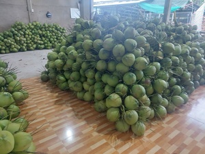 Cocos Verdes Jóvenes Orgánicos Frescos de Alta Calidad para Exportación, Origen Ben Tre, Vietnam, Sabor Dulce, Agua de Coco en Cáscara - Product Image 6