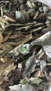Feuilles de corossol séchées biologiques de qualité supérieure, feuilles entières de Graviola, sans OGM, pour la production alimentaire, emballage en vrac, vente en gros, base d'usine - Product Image 4