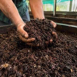 Engrais granulaire fin de vermicompost conçu pour l'agriculture biologique, l'enrichissement du sol, les légumes et l'usage agricole général, 24 mois - Product Image 4
