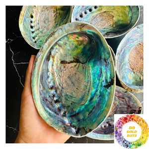 Natural Abalone <b>Shell</b> for Home Decoration Table Display Interior Decor Coastal Style <b>Ornament</b> and Creative Arrangement - Product Image 1