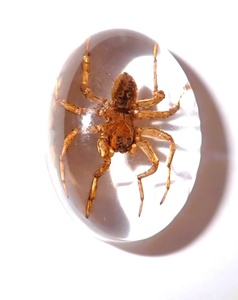 Araña Fantasma, Espécimen Real, Cabujón de Plástico Ovalado de 18x25 mm, Base Plana Transparente para Manualidades y Joyería - Product Image 1