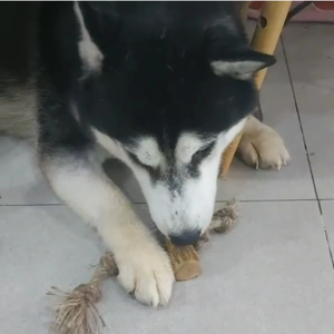 Cuerda de Coco Natural para Perros, Juguete Biodegradable y Duradero, Proveedor y Exportador, Precio Económico ANGLE - Product Image 3