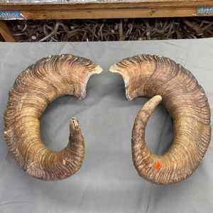 Shofar Kosher de Cuerno de Carnero Grande al por Mayor, Instrumento Musical Natural Pulido Utilizado para Fines Religiosos Judíos - Product Image 6