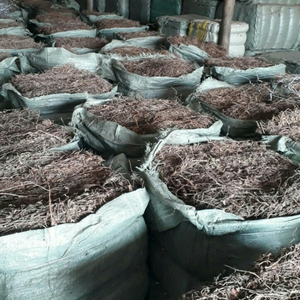 Gelée de plantes traditionnelle vietnamienne crue pour préparations de desserts maison et création de collations rafraîchissantes aux herbes pour l'été - Product Image 2