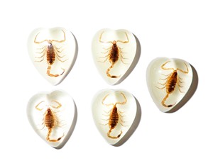 Scorpion doré, spécimen réel, cabochon en plastique en forme de cœur 17x21 mm, fond plat, pour artisanat et fabrication de bijoux - Product Image 4